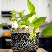 Load image into Gallery viewer, Leopard Print Velvet & Hessian Pot