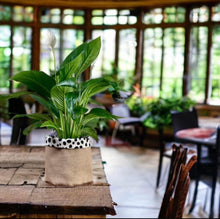 Load image into Gallery viewer, Dalmation Print Velvet & Hessian Pot