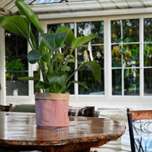 Load image into Gallery viewer, Red Stripe & Hessian Pot