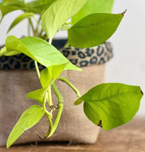 Load image into Gallery viewer, Leopard Print Velvet & Hessian Pot