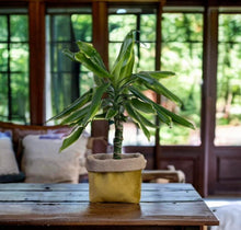 Load image into Gallery viewer, Mustard Velvet & Hessian Pot