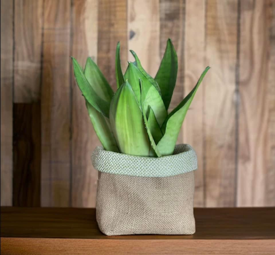 hessian plant pots Sage Wool Mix & Hessian Pot – Lulu Interiors