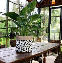 Load image into Gallery viewer, Dalmation Print Velvet & Hessian Pot