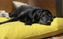 Load image into Gallery viewer, Velvet Dog Bed Mustard