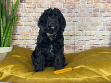 Load image into Gallery viewer, Velvet Dog Bed Copper