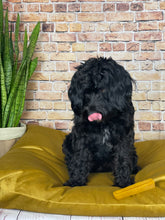 Load image into Gallery viewer, Velvet Dog Bed Marine Blue