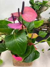 Load image into Gallery viewer, Gold Flaked Cork Pot