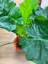 Load image into Gallery viewer, Gold Flaked Cork Pot