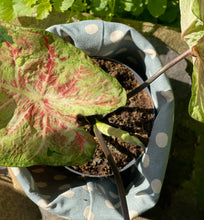 Load image into Gallery viewer, Hessian Fabric Plant Pot