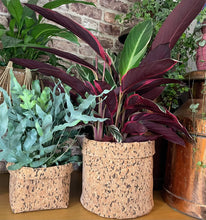 Load image into Gallery viewer, Large Round Black Speckled Cork Pot