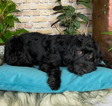 Load image into Gallery viewer, Velvet Dog Bed Turquoise