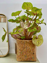 Load image into Gallery viewer, Funky Multi Colour Cork Pot