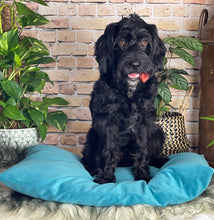 Load image into Gallery viewer, Velvet Dog Bed Turquoise
