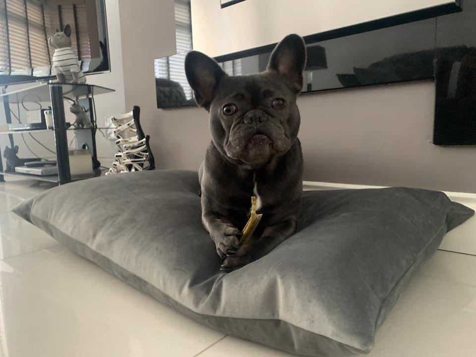 Grey and yellow deals dog bed