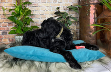 Load image into Gallery viewer, Velvet Dog Bed Grey