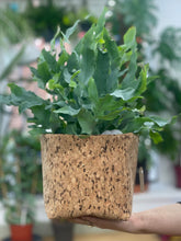 Load image into Gallery viewer, Funky Multi Colour Cork Pot