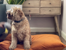 Load image into Gallery viewer, Velvet Dog Bed Turquoise