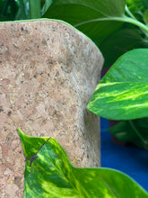 Load image into Gallery viewer, Gold Flaked Cork Pot