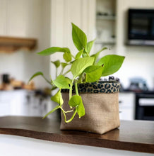 Load image into Gallery viewer, Leopard Print Velvet &amp; Hessian Pot
