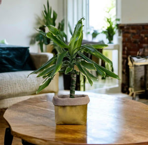 Mustard Velvet & Hessian Pot