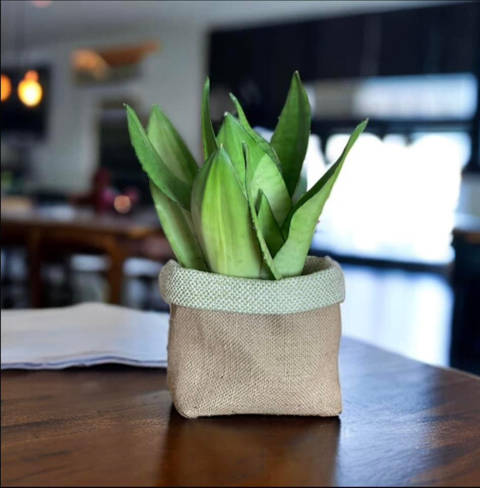 Sage Wool Mix & Hessian Pot