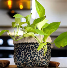 Load image into Gallery viewer, Leopard Print Velvet &amp; Hessian Pot

