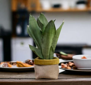 Mustard Velvet & Hessian Pot