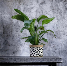 Load image into Gallery viewer, Dalmation Print Velvet &amp; Hessian Pot
