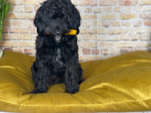 Load image into Gallery viewer, Velvet Dog Bed Sunshine Yellow
