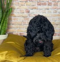 Load image into Gallery viewer, Velvet Dog Bed Marine Blue
