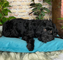 Load image into Gallery viewer, Velvet Dog Bed Mustard
