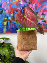 Load image into Gallery viewer, Gold Flaked Cork Pot
