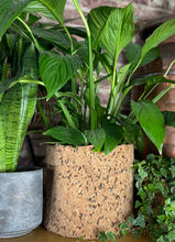 Load image into Gallery viewer, Large Round Black Speckled Cork Pot
