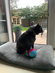 Velvet Dog Bed Sunshine Yellow