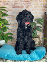 Load image into Gallery viewer, Velvet Dog Bed Sunshine Yellow
