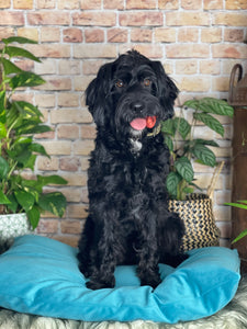 Velvet Dog Bed Sunshine Yellow