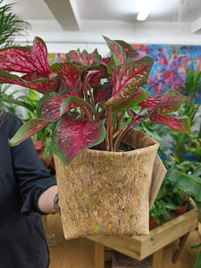 Funky Multi Colour Cork Pot