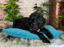 Load image into Gallery viewer, Velvet Dog Bed Marine Blue
