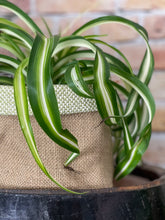 Load image into Gallery viewer, Sage Wool Mix &amp; Hessian Pot
