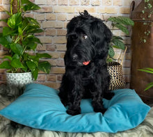 Load image into Gallery viewer, Velvet Dog Bed Marine Blue
